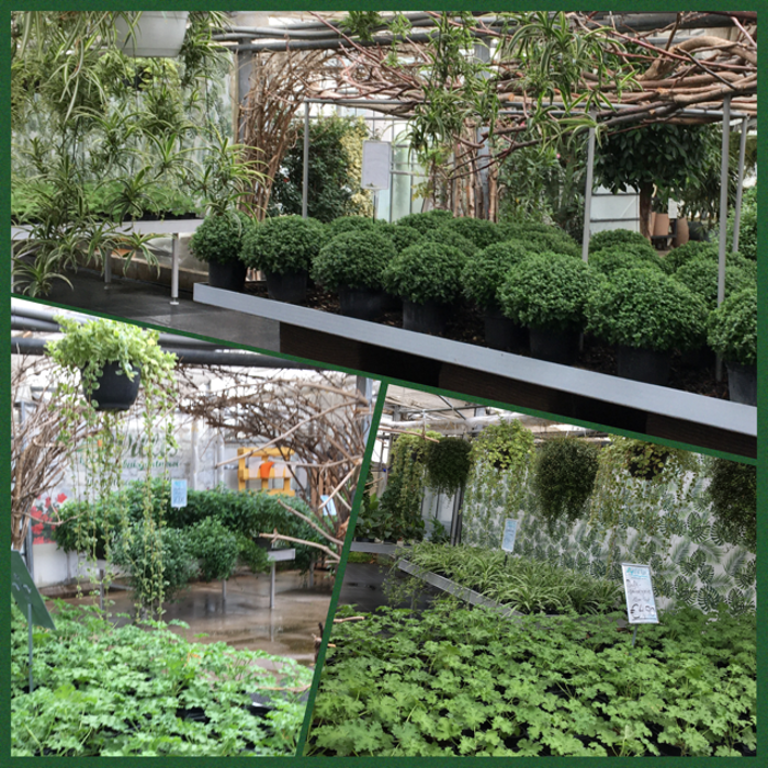 Willis Erlebnisgärtnerei, Franz von Furtenbach-Straße in Wiener Neustadt