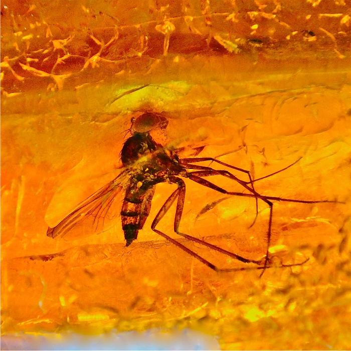 Elisas-Amber-Shop in Kerpen