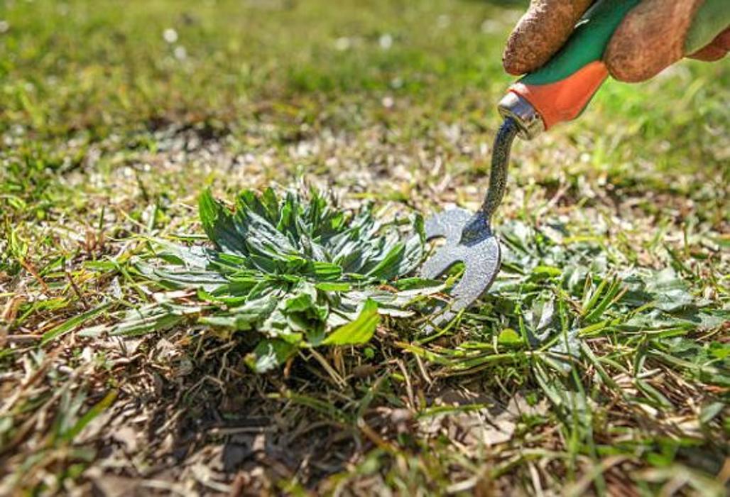 A&J Lawn Services, LLC - Galivants Ferry, SC