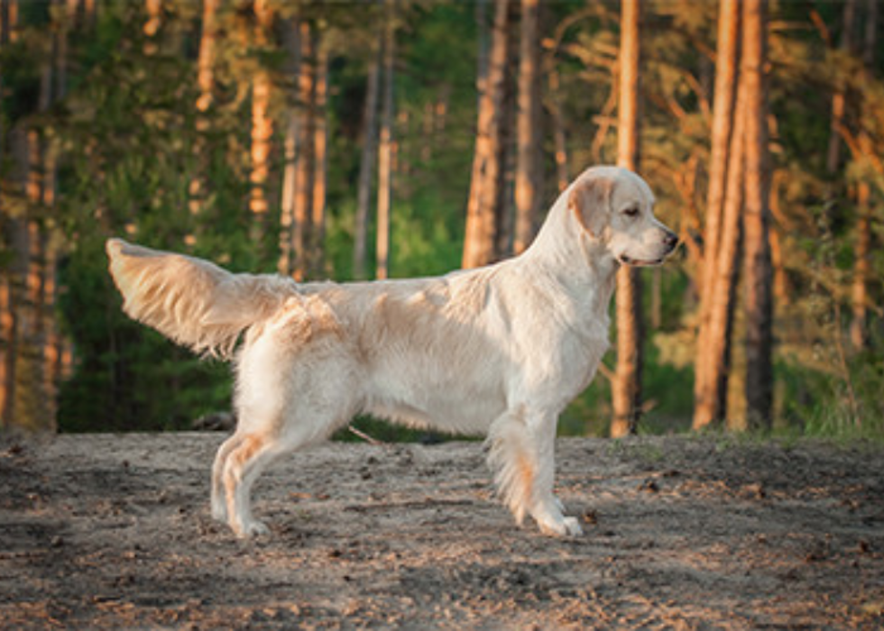 Paws of Love Goldendoodles Image