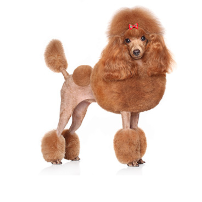 Paws of Love Goldendoodles Logo