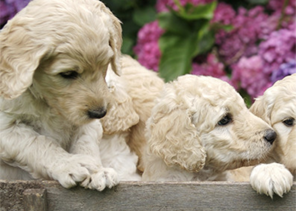 Paws of Love Goldendoodles Image