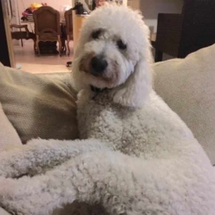 Paws of Love Goldendoodles Image