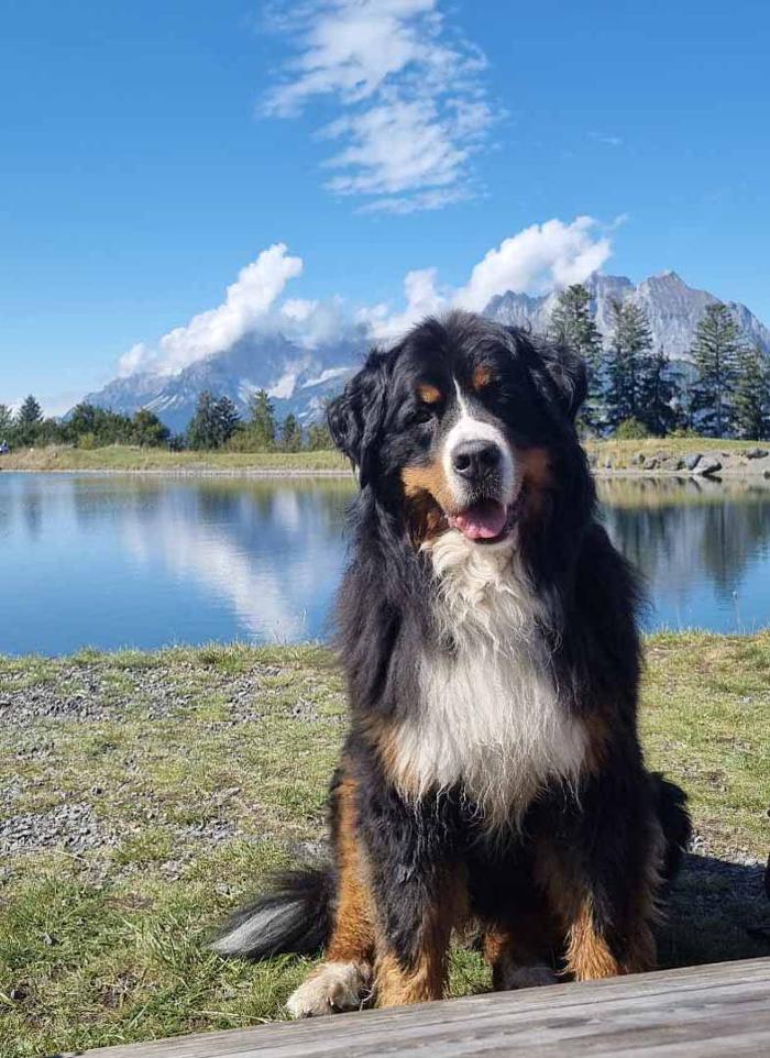 Müllneralm Oberndorf - Ihr Alm-Hotel, Almen in Oberndorf in Tirol