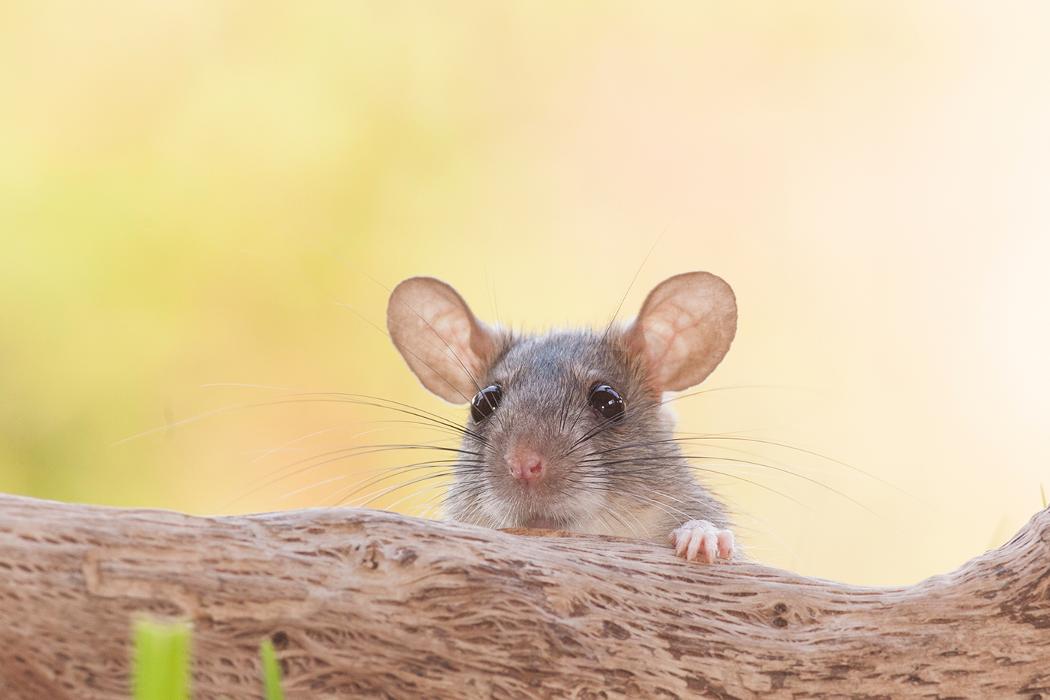 Get Rid Pest Control - Elizabeth, NJ