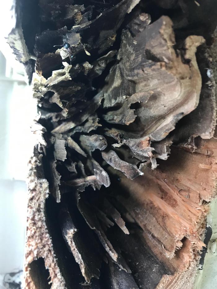 Vanish Pest Control, LLC - Commerce Township, MI