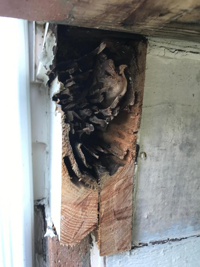 Vanish Pest Control, LLC - Commerce Township, MI