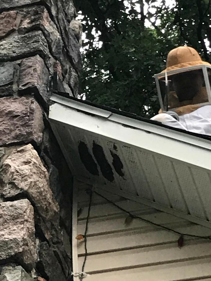 Vanish Pest Control, LLC - Commerce Township, MI