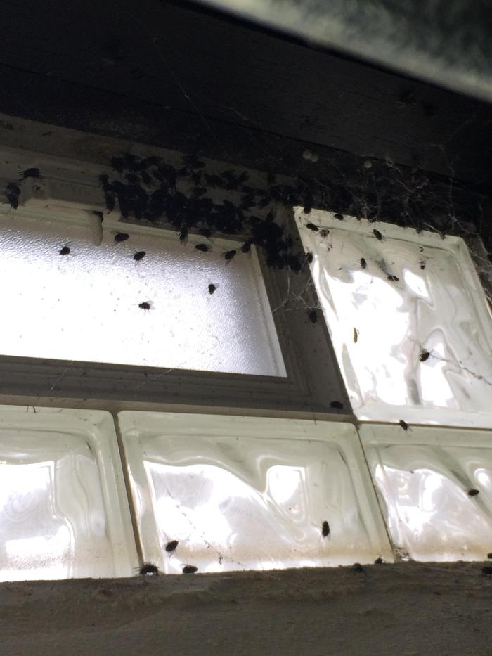 Vanish Pest Control, LLC - Commerce Township, MI