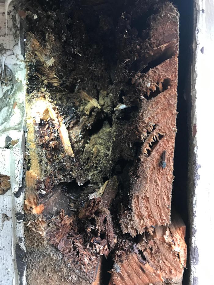 Vanish Pest Control, LLC - Commerce Township, MI