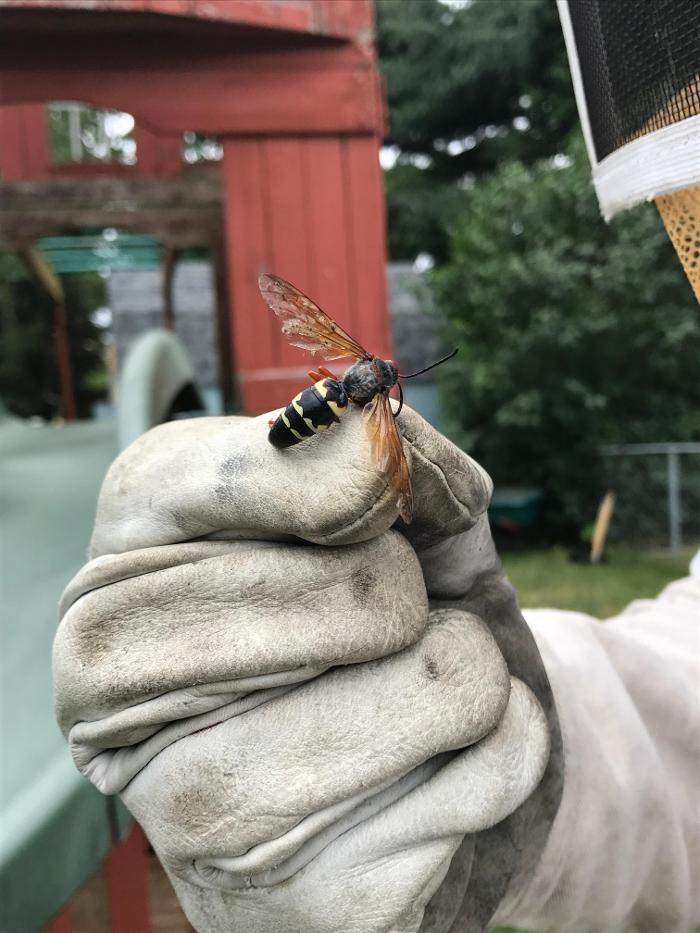 Vanish Pest Control, LLC - Commerce Township, MI