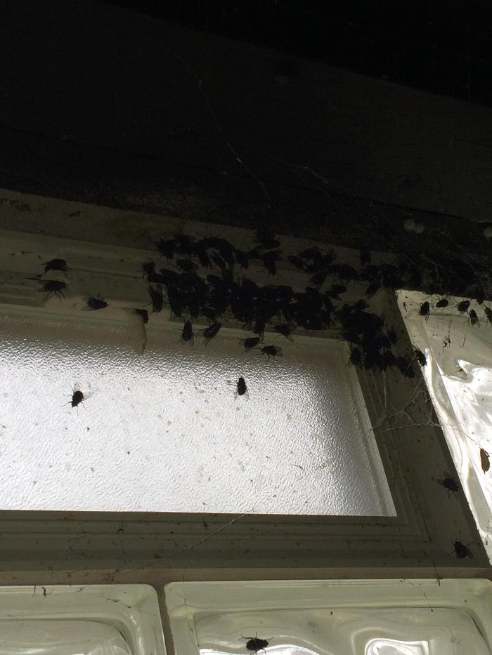 Vanish Pest Control, LLC - Commerce Township, MI