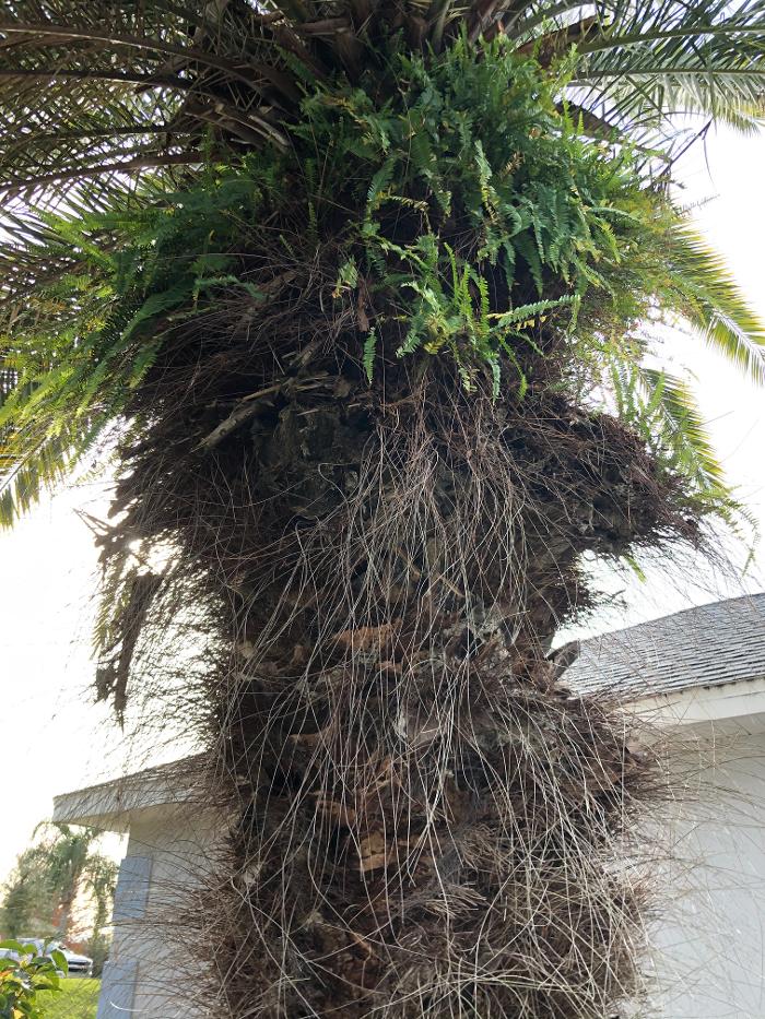 Webenex Services Pest Control - Groveland, FL