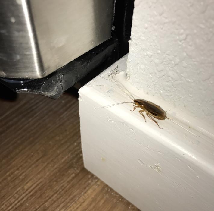 Webenex Services Pest Control - Groveland, FL