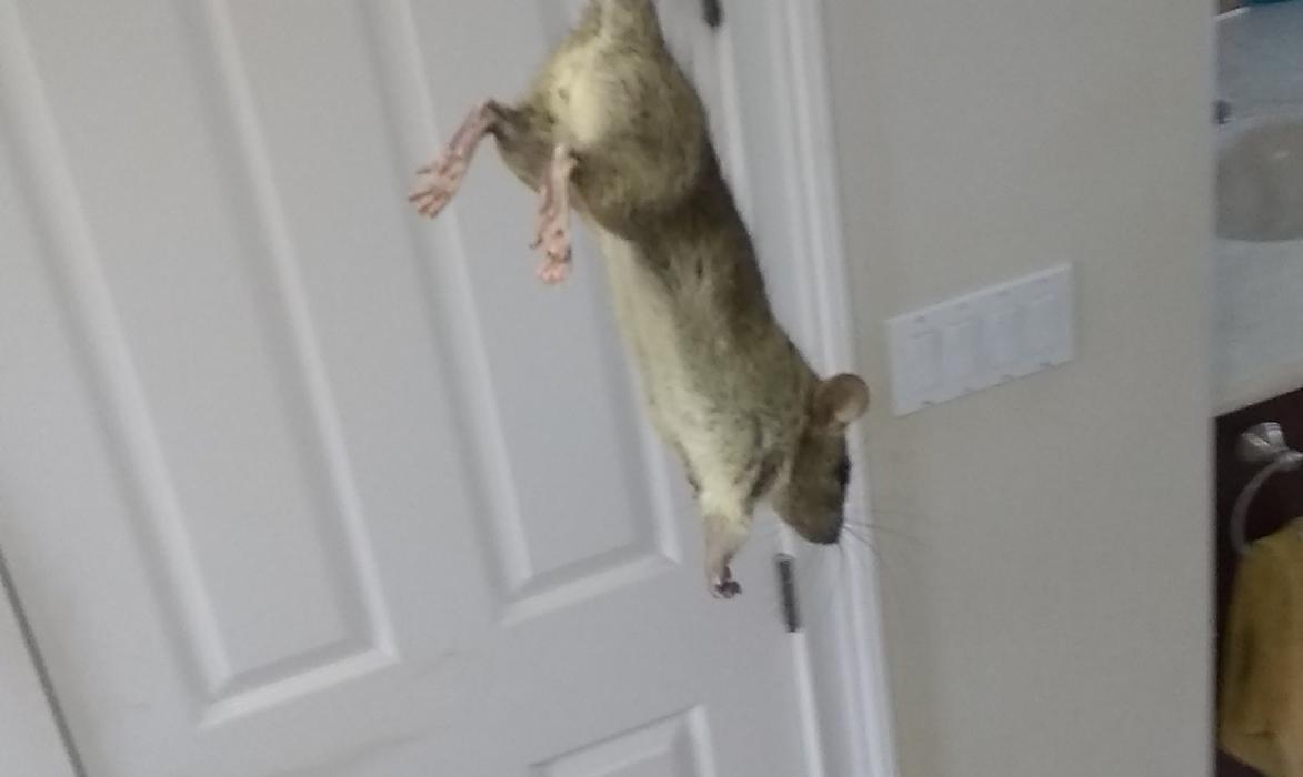 Webenex Services Pest Control - Groveland, FL