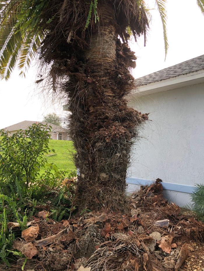 Webenex Services Pest Control - Groveland, FL