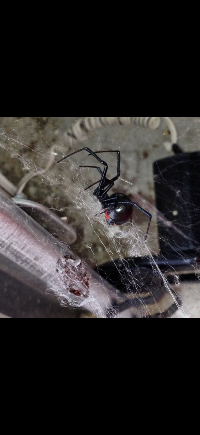 Webenex Services Pest Control - Groveland, FL