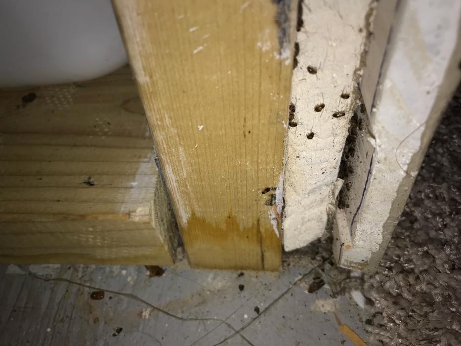 Webenex Services Pest Control - Groveland, FL