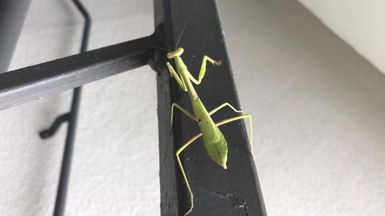 Webenex Services Pest Control - Groveland, FL
