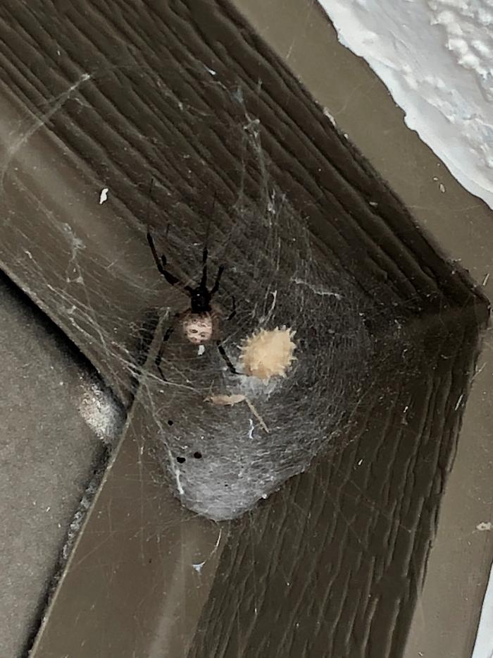 Webenex Services Pest Control - Groveland, FL