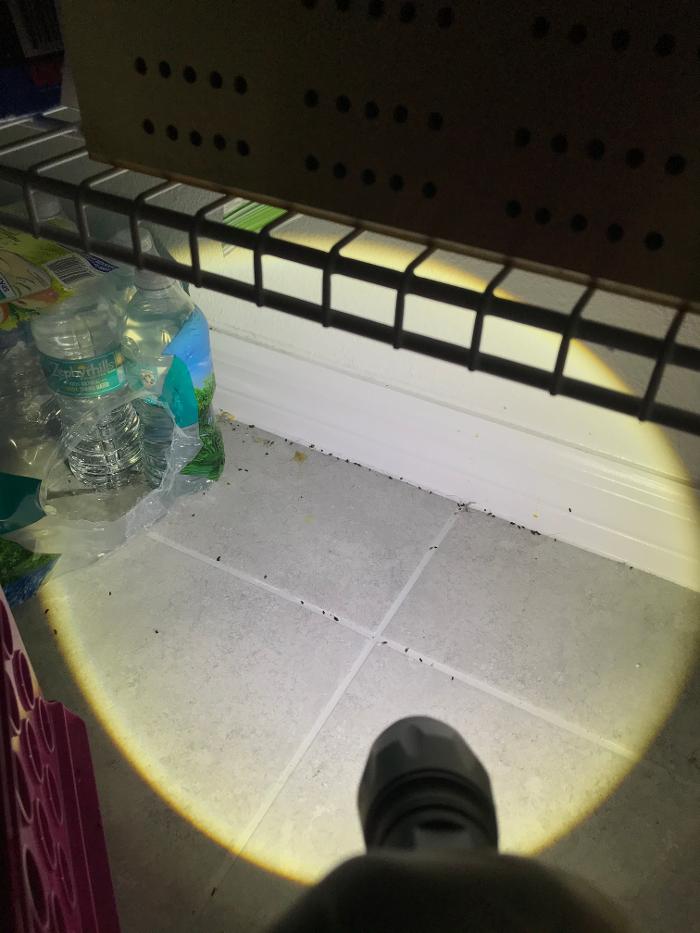 Webenex Services Pest Control - Groveland, FL