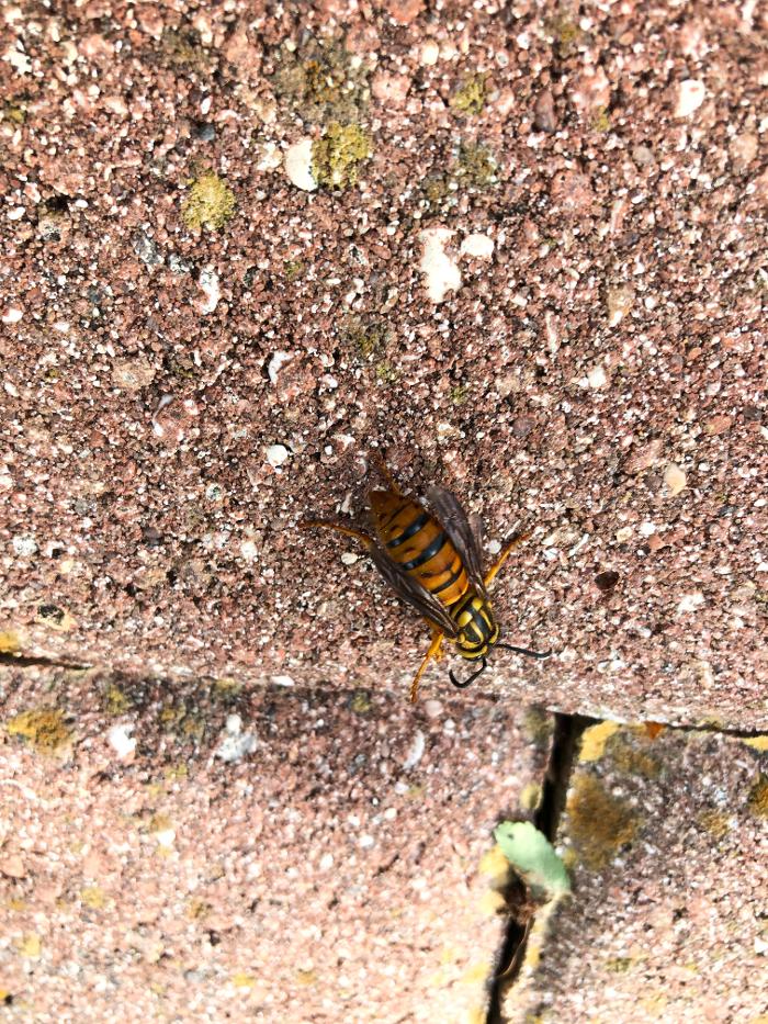 Webenex Services Pest Control - Groveland, FL