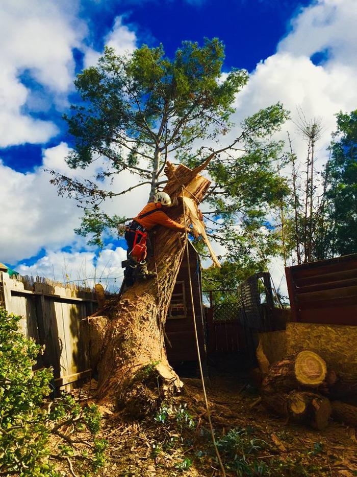 Lopez Tree Care - El Cajon, CA