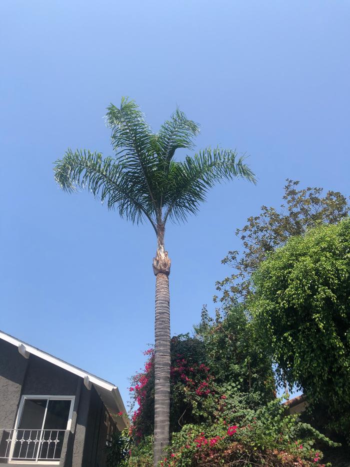 Lopez Tree Care - El Cajon, CA