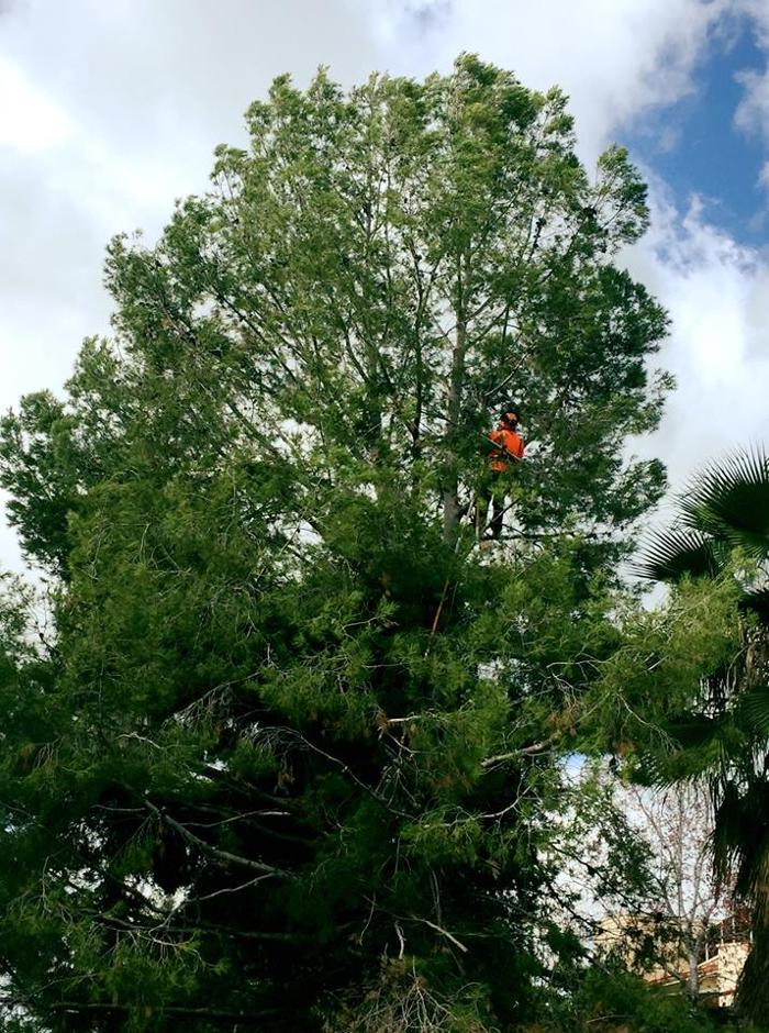 Lopez Tree Care - El Cajon, CA