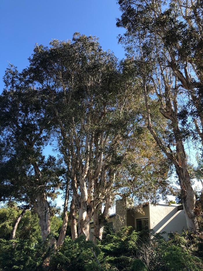 Lopez Tree Care - El Cajon, CA