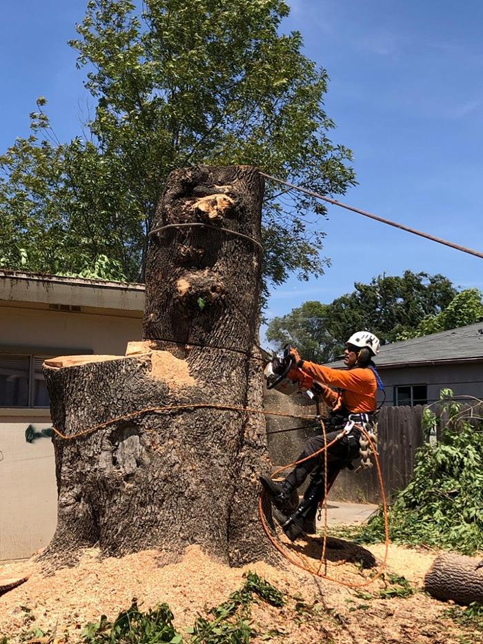 Lopez Tree Care - El Cajon, CA