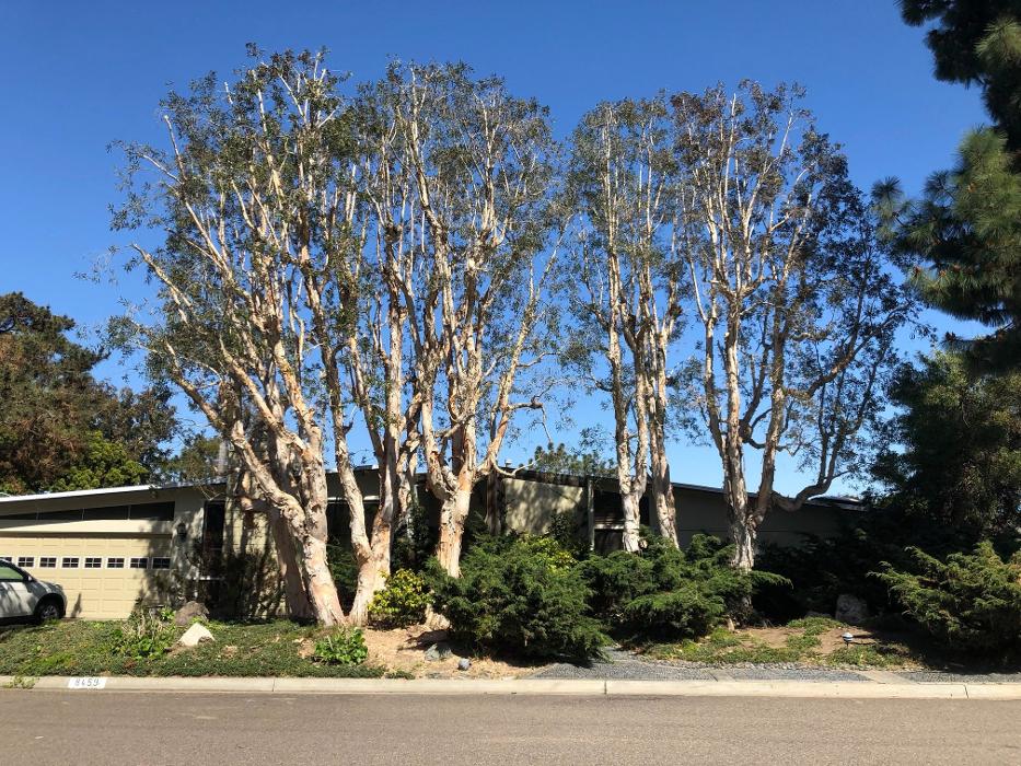 Lopez Tree Care - El Cajon, CA