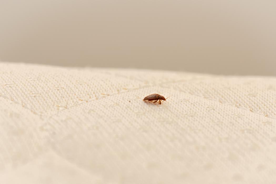 Entomolex Pest Control, LLC - Fort Smith, AR
