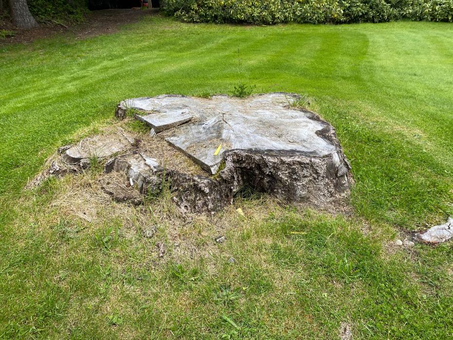 Faley Stump Grinding - Vancouver, WA