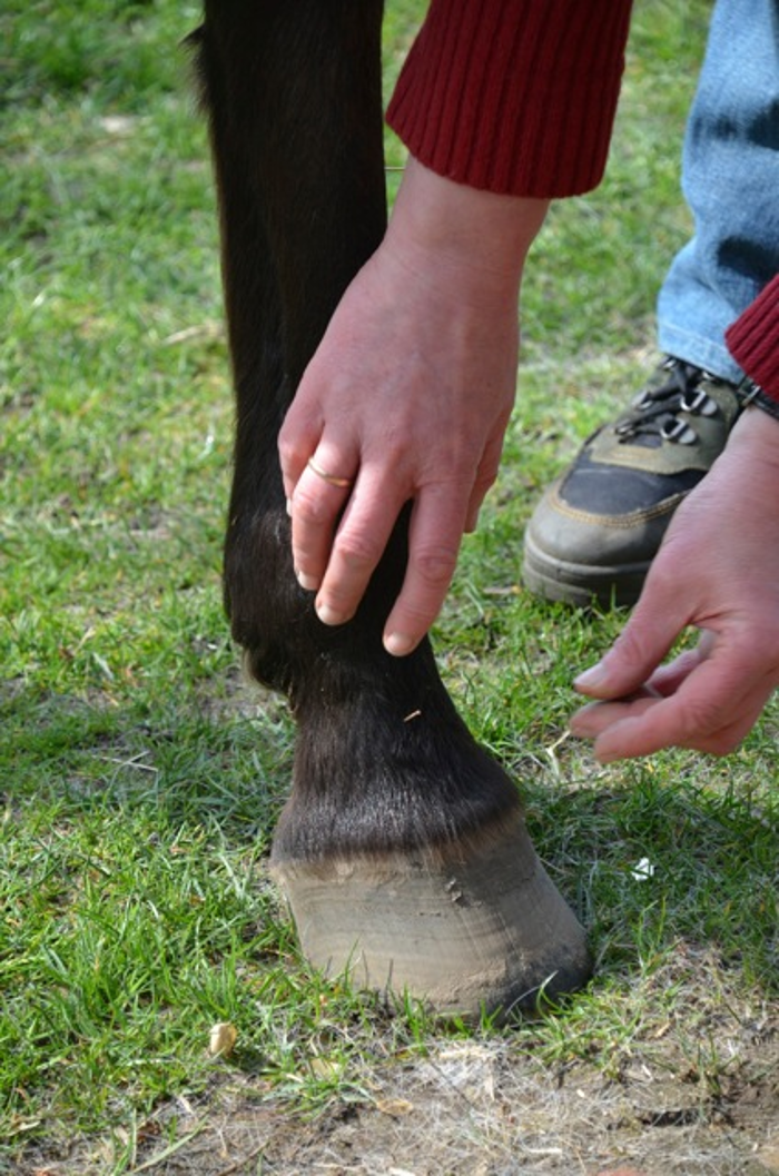KE-Tierheilpraktik, Zum Spritzenhaus in Jesteburg