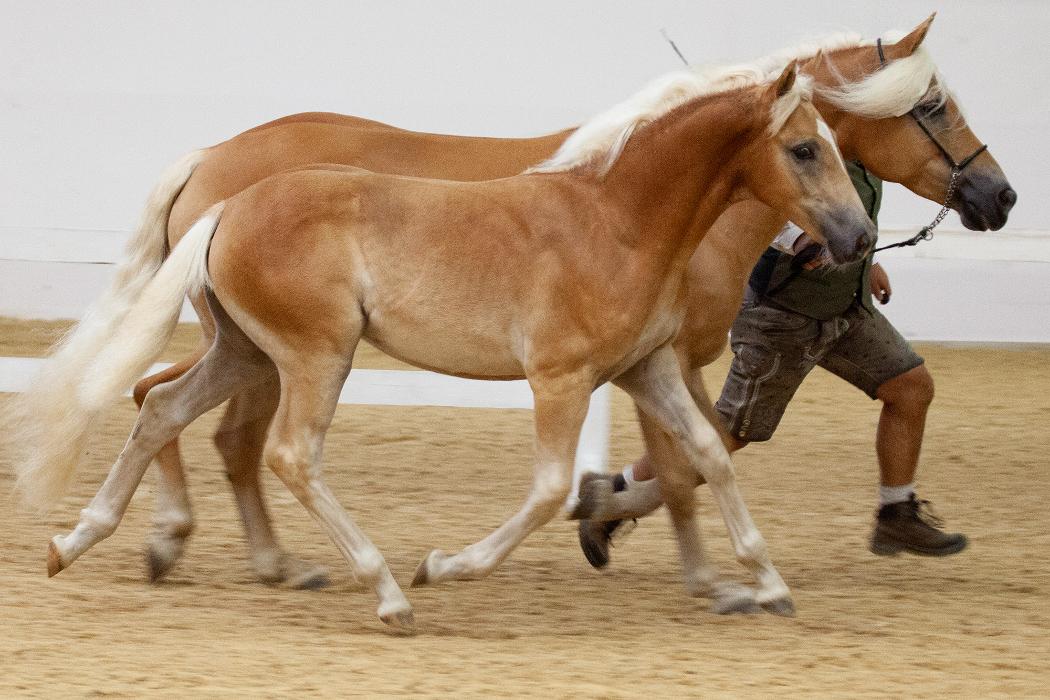 Rossinger, Egg in Egg bei Hermagor