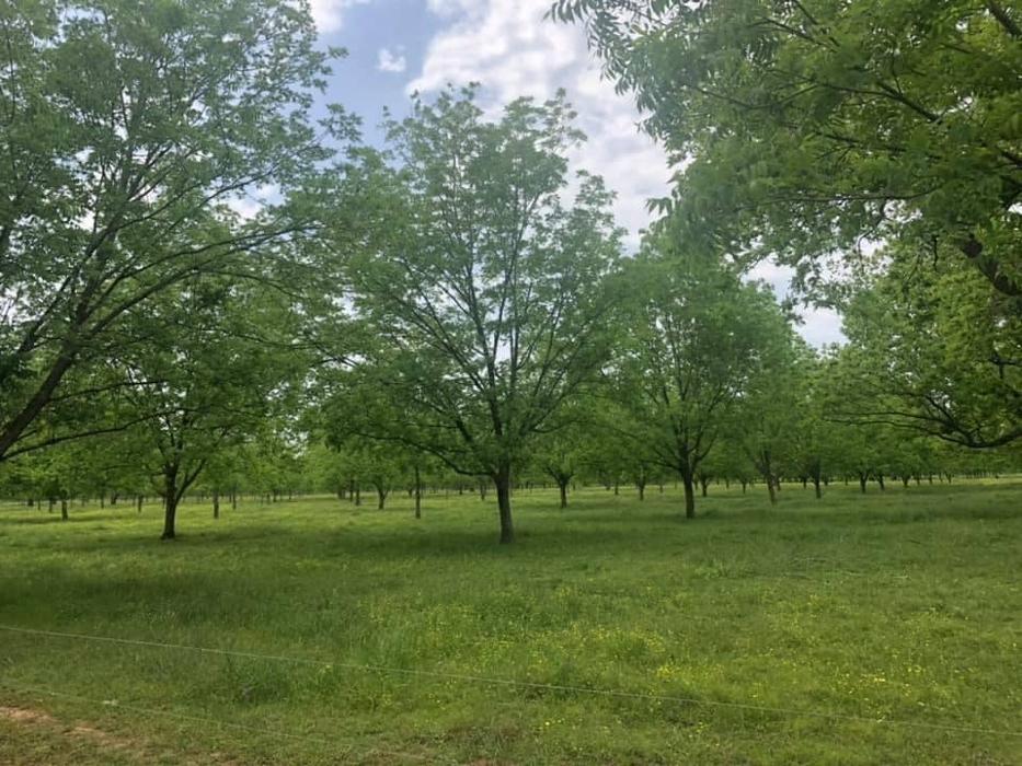 Little Eva Pecan Company - Cloutierville, LA