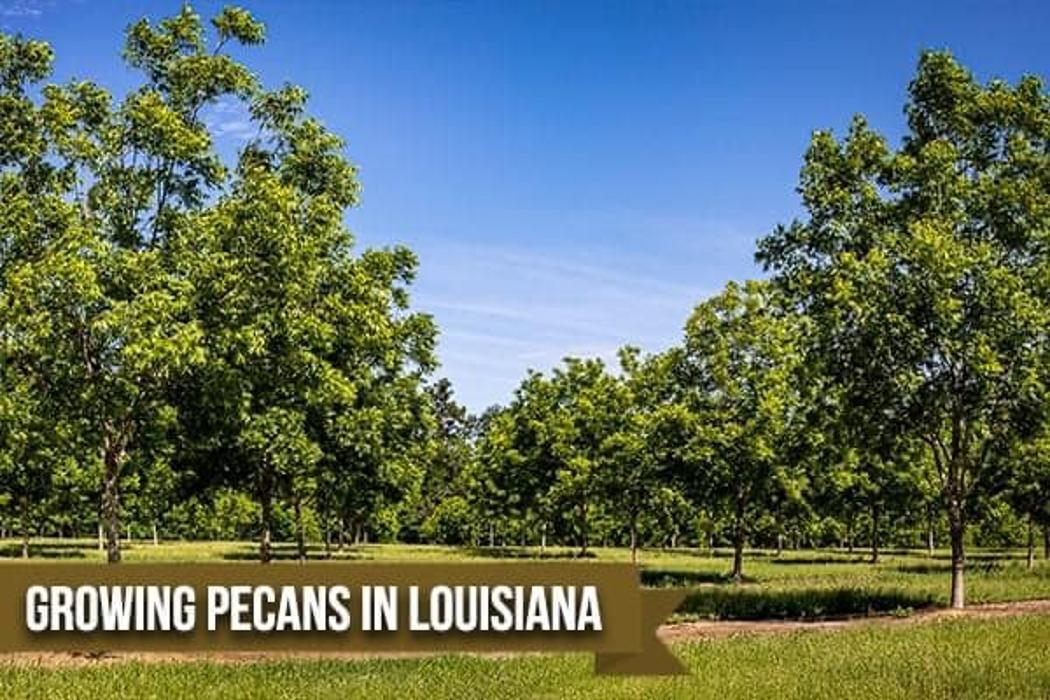 Little Eva Pecan Company - Cloutierville, LA