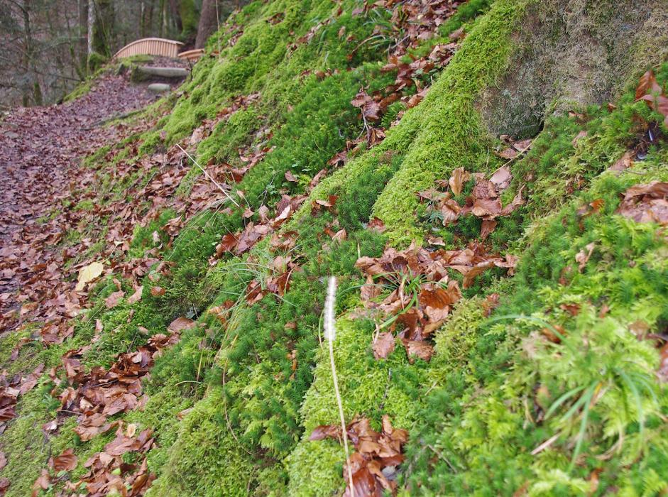 Bestattungsdienst Krattinger AG, Bümplizstrasse in Bern
