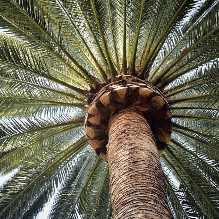 Royal Oak Tree Care Inc - Canoga Park, CA