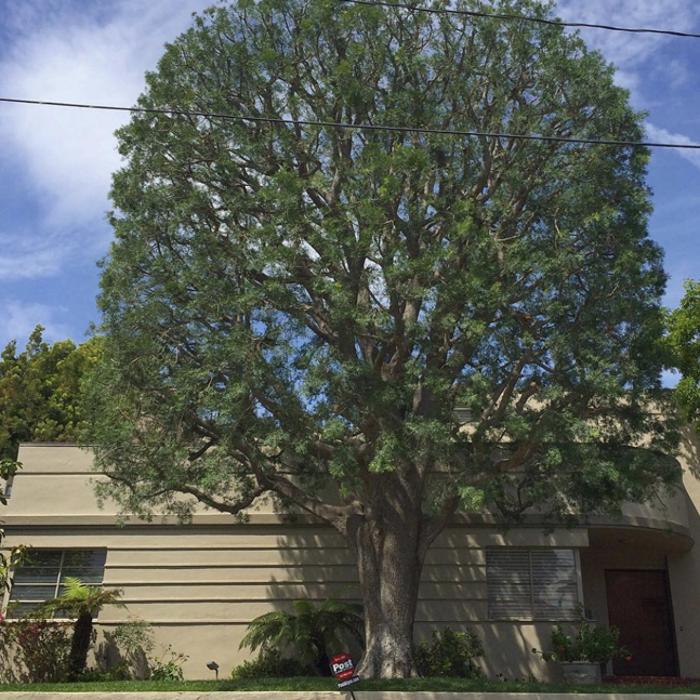 Royal Oak Tree Care Inc - Canoga Park, CA