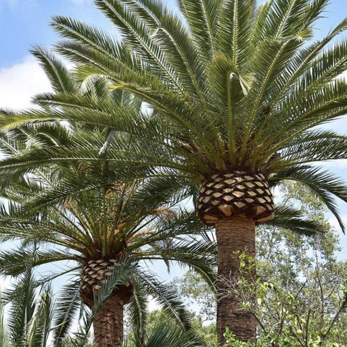 Royal Oak Tree Care Inc - Canoga Park, CA