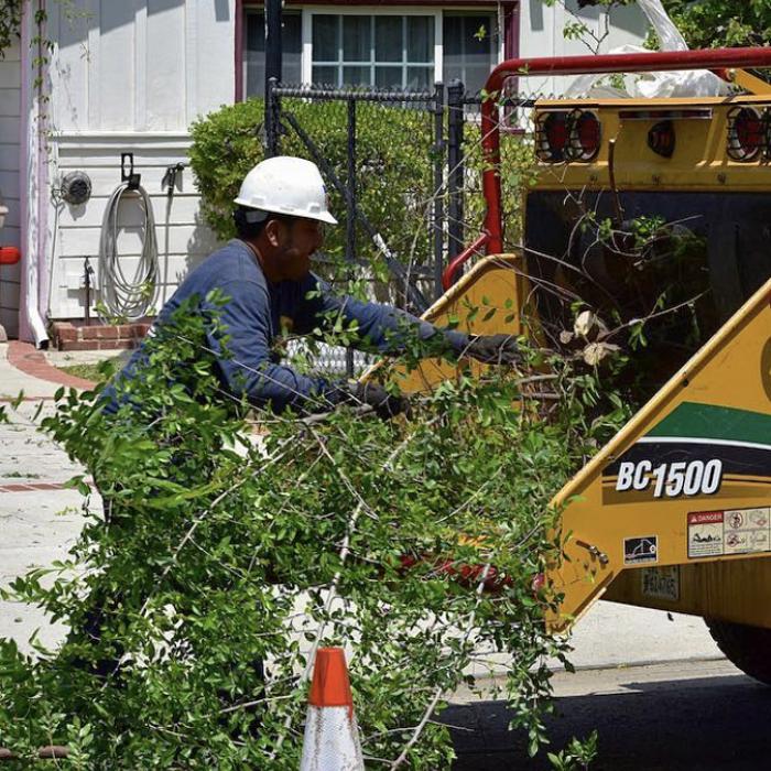 Royal Oak Tree Care Inc - Canoga Park, CA