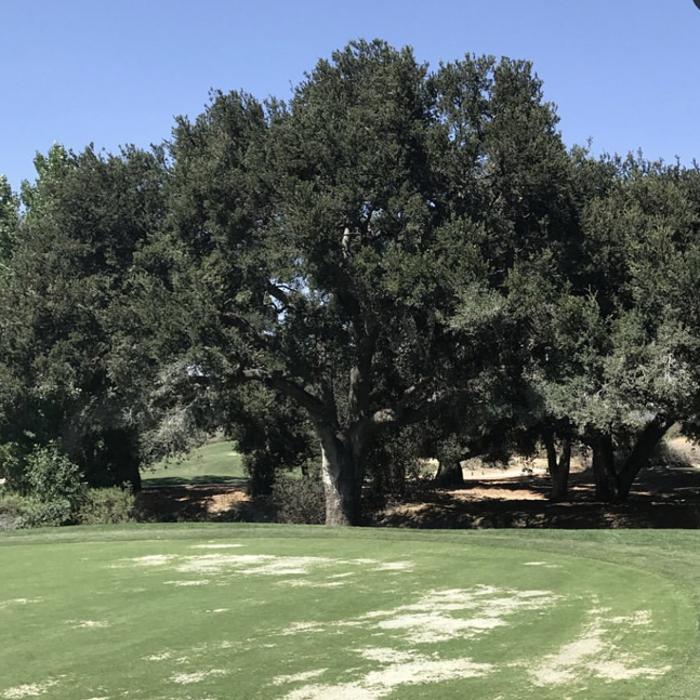 Royal Oak Tree Care Inc - Canoga Park, CA