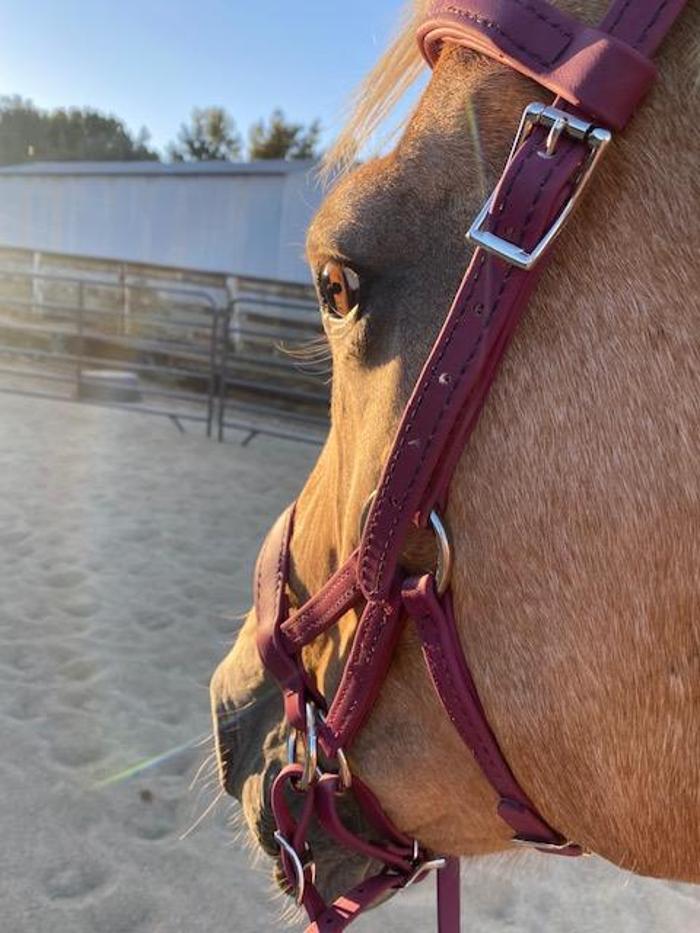 Red Velvet Ranch - Acton, CA