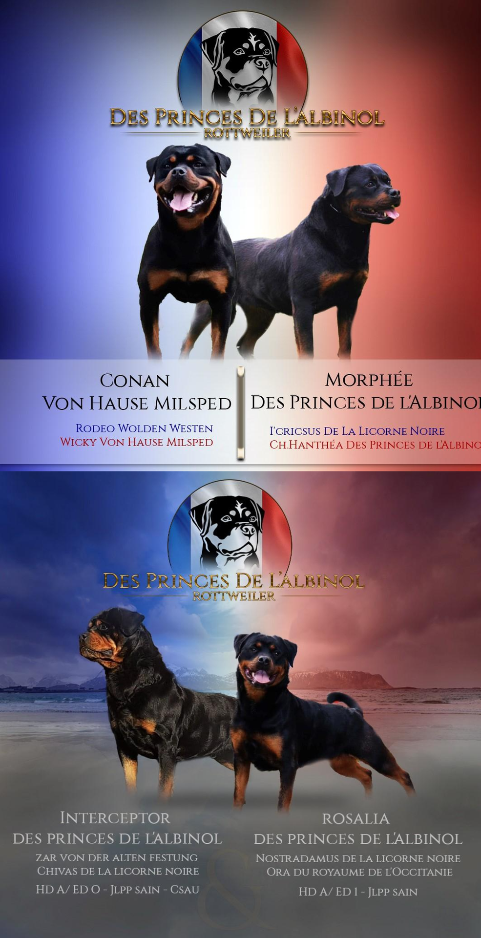 galerie image