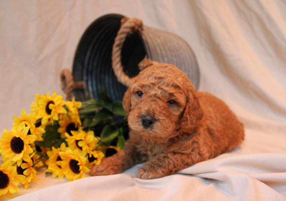 Llewellyn's Grove Labradoodles, LLC - Laurel, MD