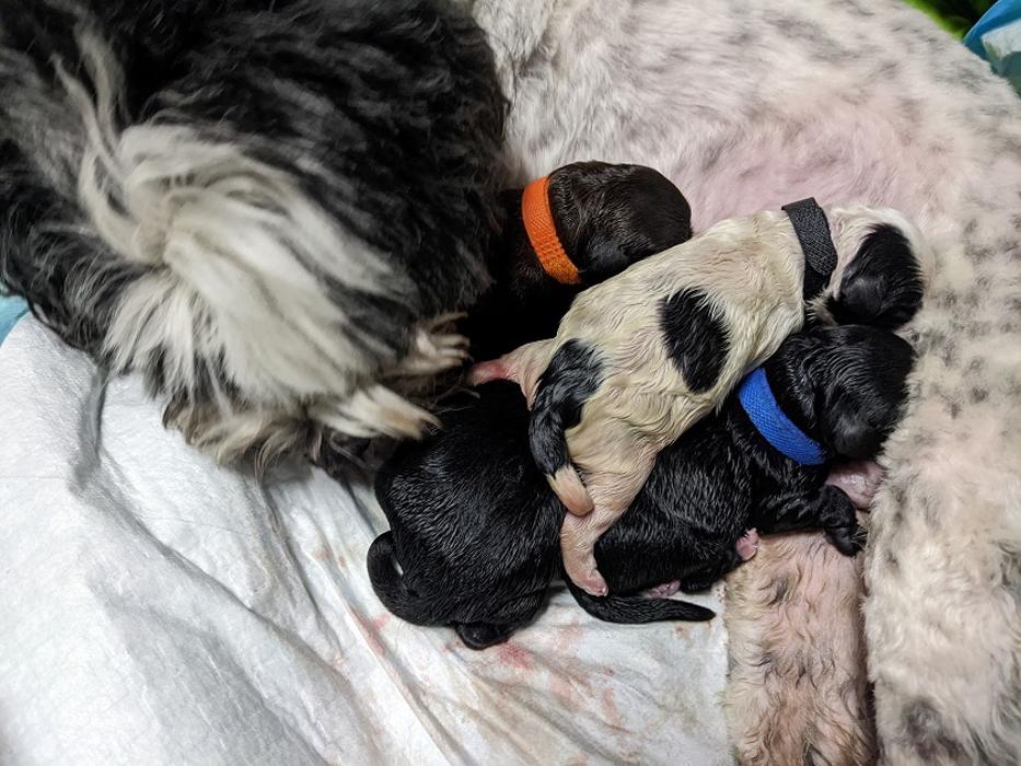 Llewellyn's Grove Labradoodles, LLC - Laurel, MD