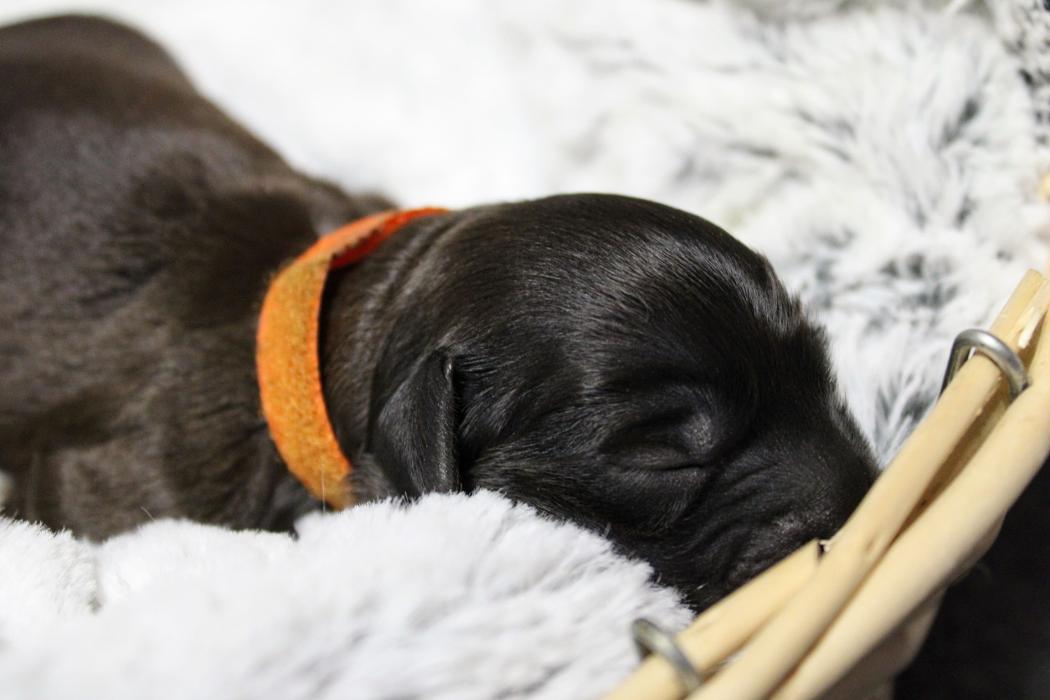 Llewellyn's Grove Labradoodles, LLC - Laurel, MD