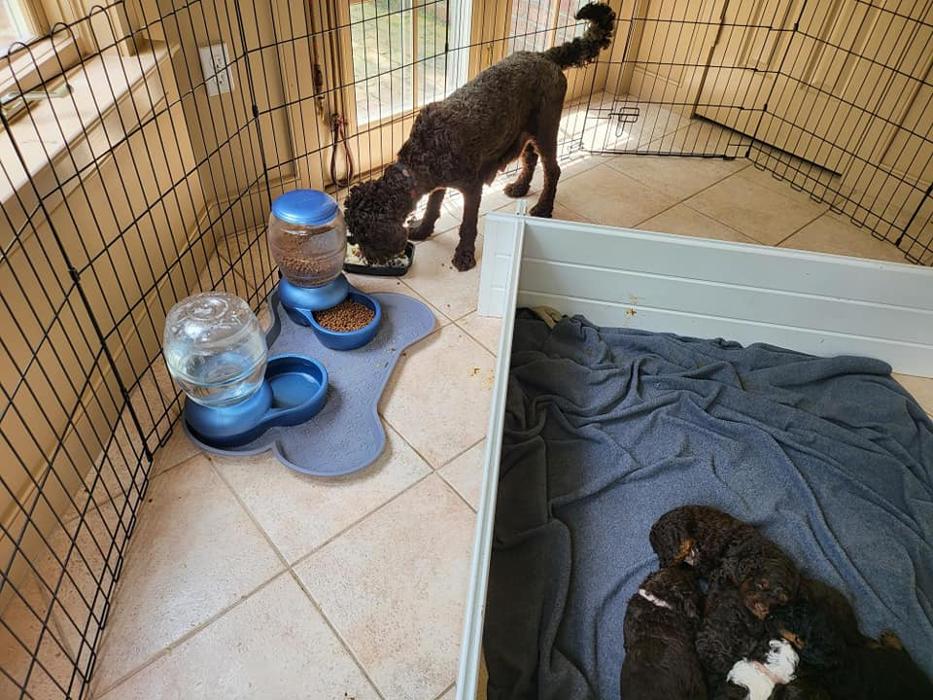 Llewellyn's Grove Labradoodles, LLC - Laurel, MD